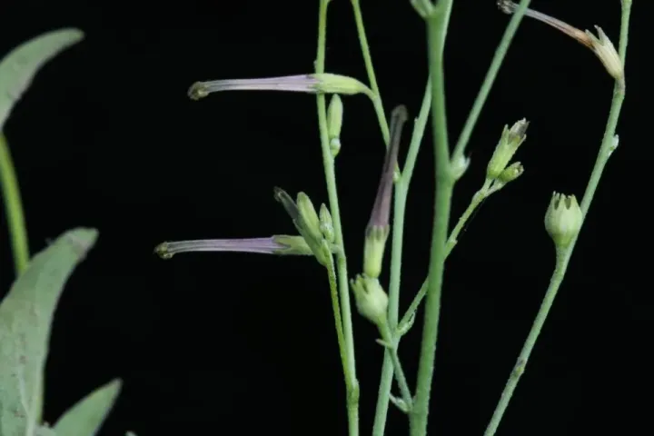 Schwenckia americana