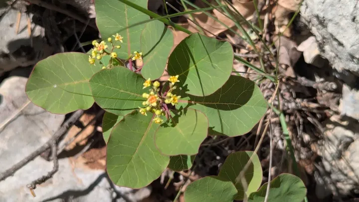 Cotinus coggygria