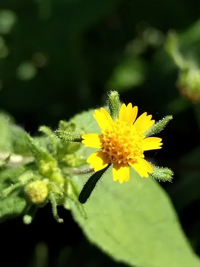 Sigesbeckia agrestis