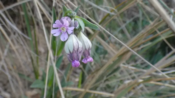 Behen campion