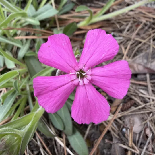 Carolina catchfly