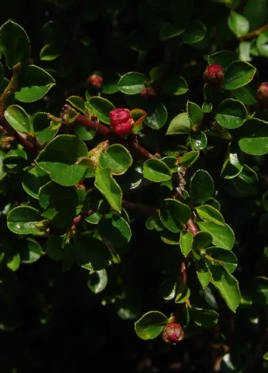 Cotoneaster praecox