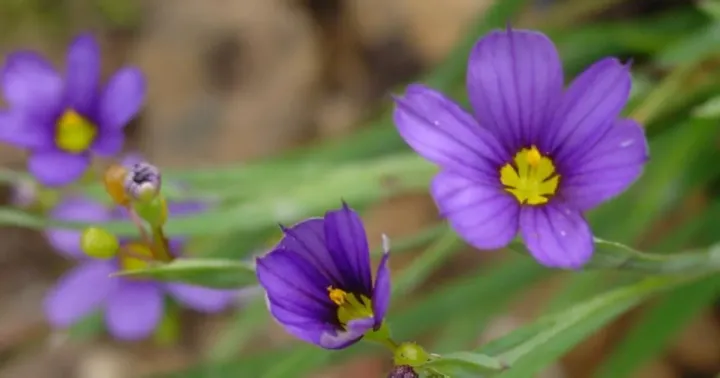 Sisyrinchium bermudianum