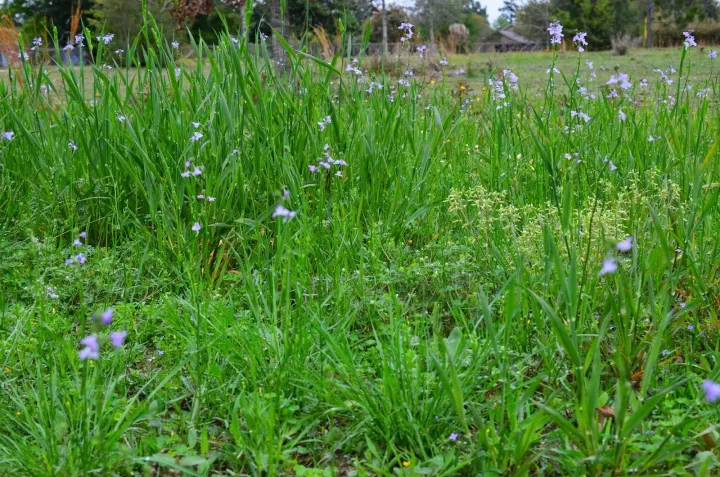 Sisyrinchium rosulatum