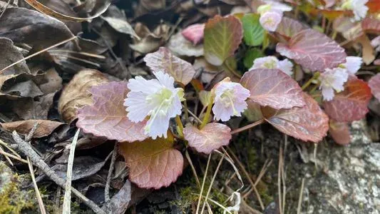 One-flower shortia
