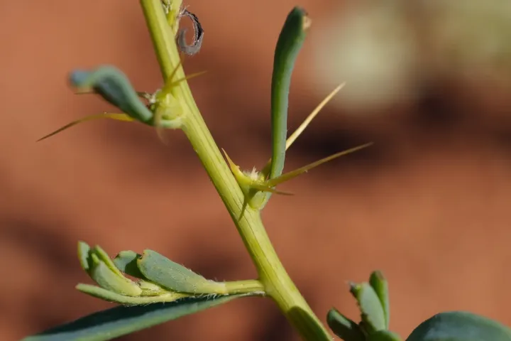 Sclerolaena muricata