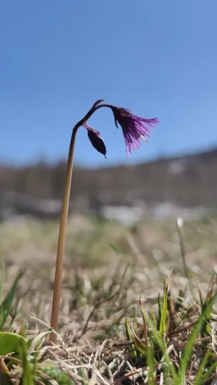 Alpine snowbell