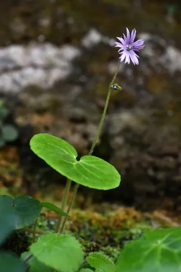 Soldanella villosa
