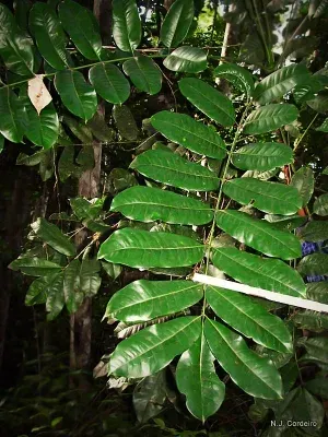 Quassia undulata