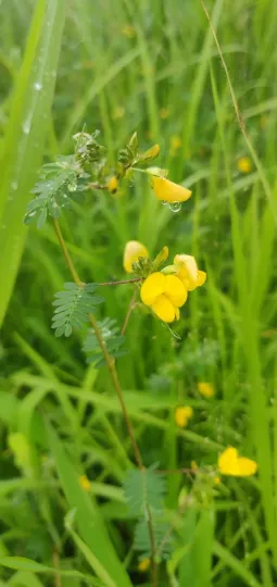 Smithia sensitiva