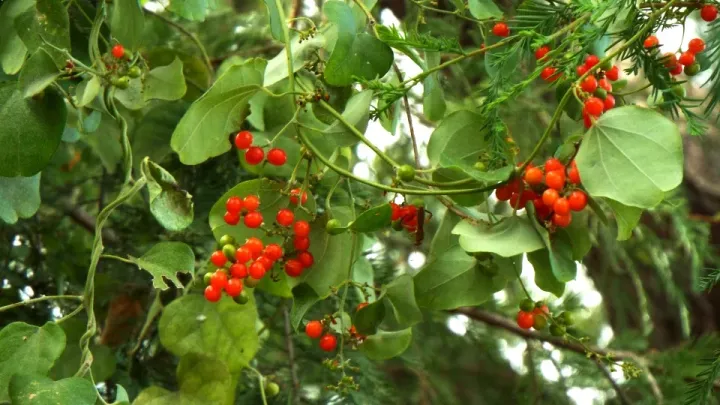 Sarsaparilla