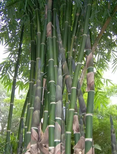 Sinocalamus