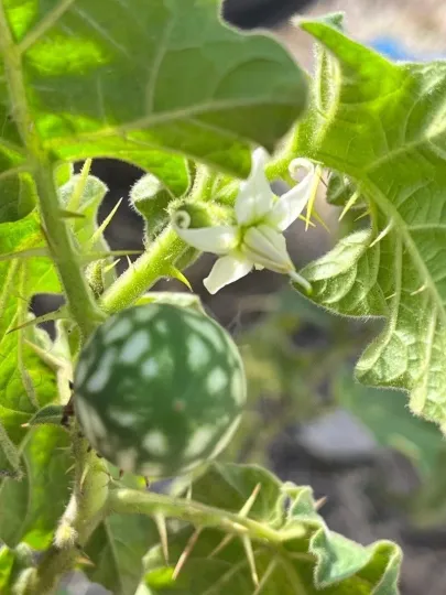 Ambrosia nightshade