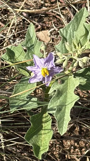 Silverleaf nightshade