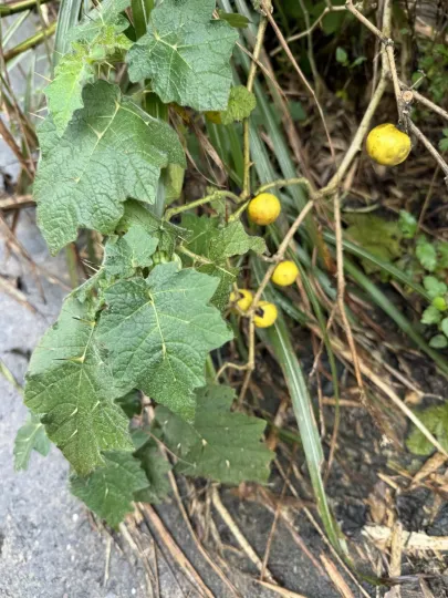 Tropical soda apple