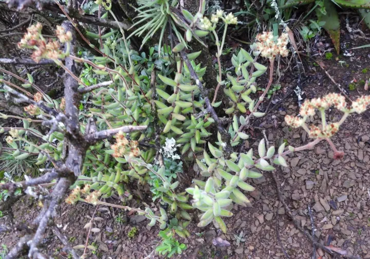 Crassula mesembryanthoides