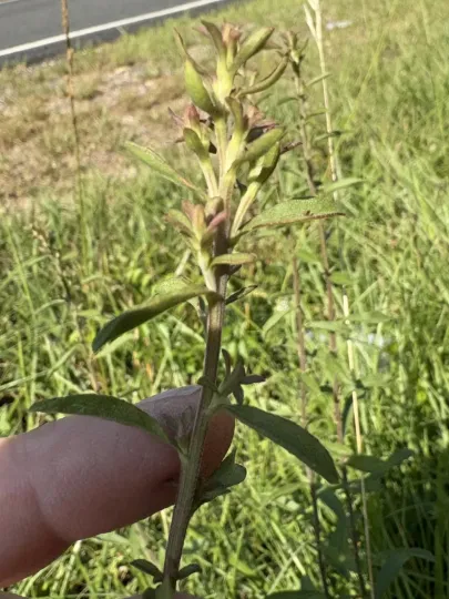 Gray goldenrod