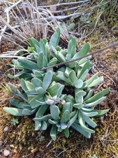Crassula nudicaulis