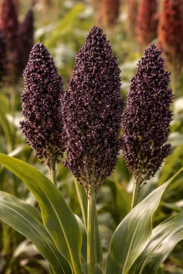 Sorghum nigricans