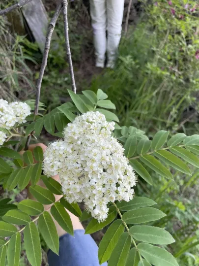 Pohuashan mountain ash