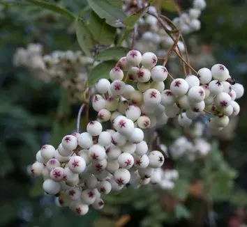 Rehder's mountain ash