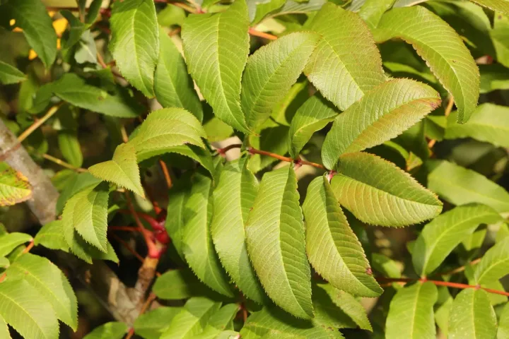 Sargent mountain ash