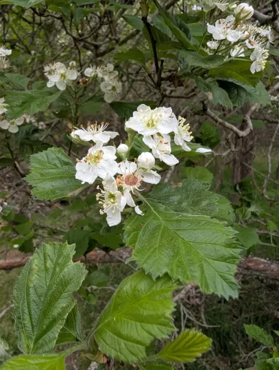 Downy hawthorn