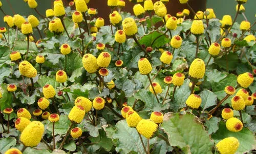 Spilanthes acmella