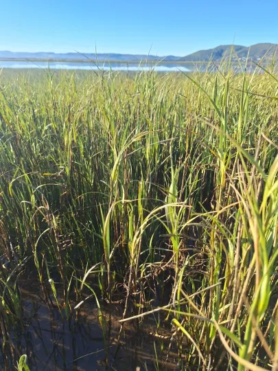 Sea dropseed