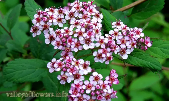 Himalayan Spiraea