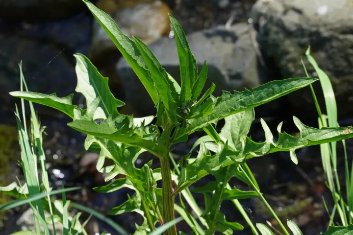 Smooth hawksbeard