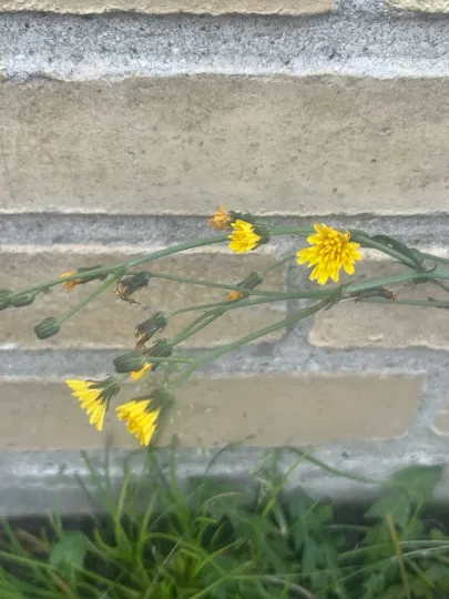 Smooth hawksbeard