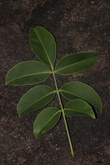 Hog plum