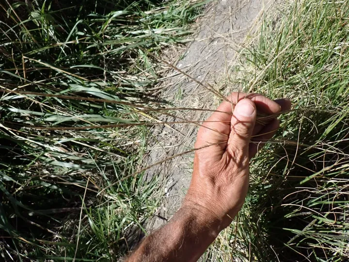 Parramatta grass