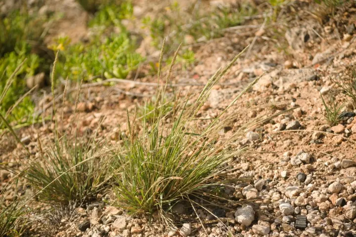 Dominican dropseed