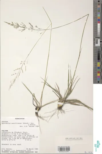 Mauritian dropseed