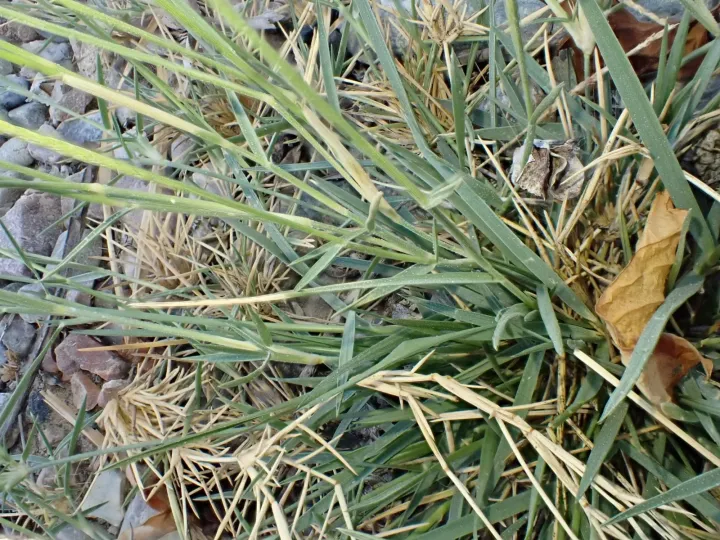 Salt couch grass