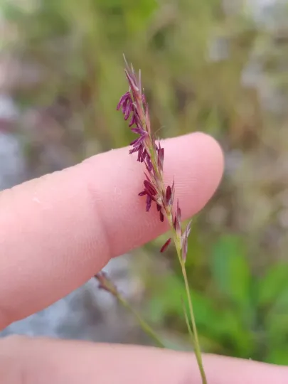 Poverty dropseed
