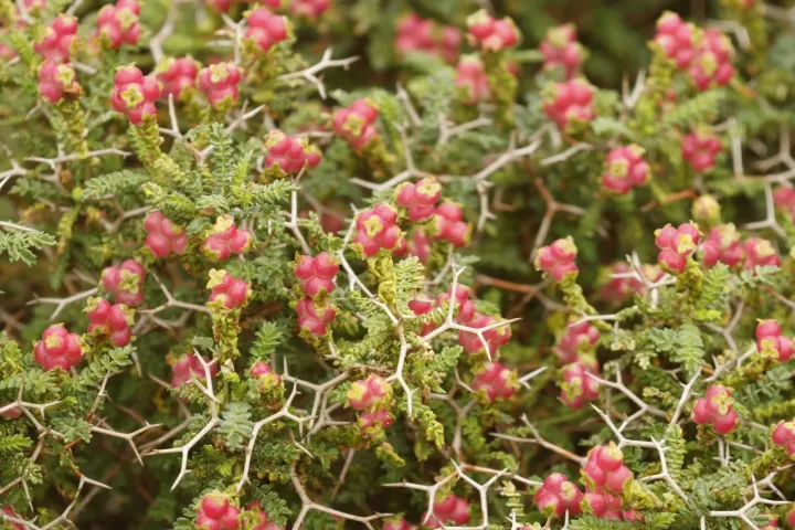 Thorny burnet