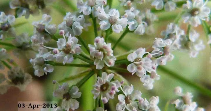 Seseli diffusum