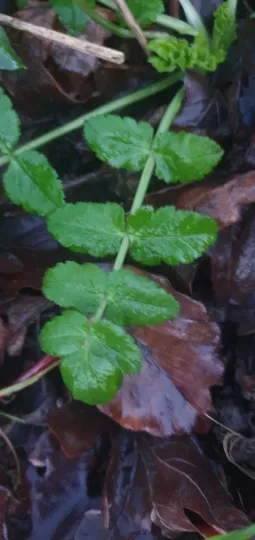 Stone parsley