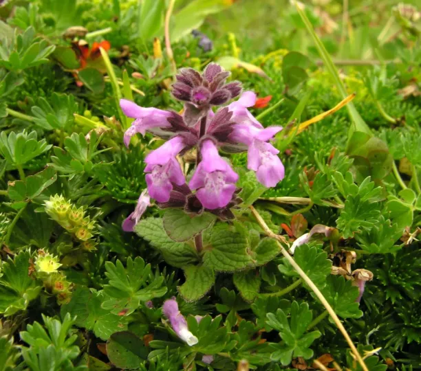 Stachys elliptica