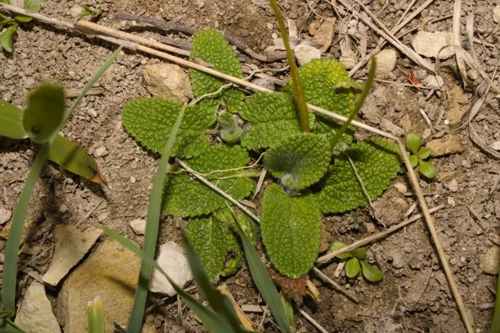 German hedge nettle