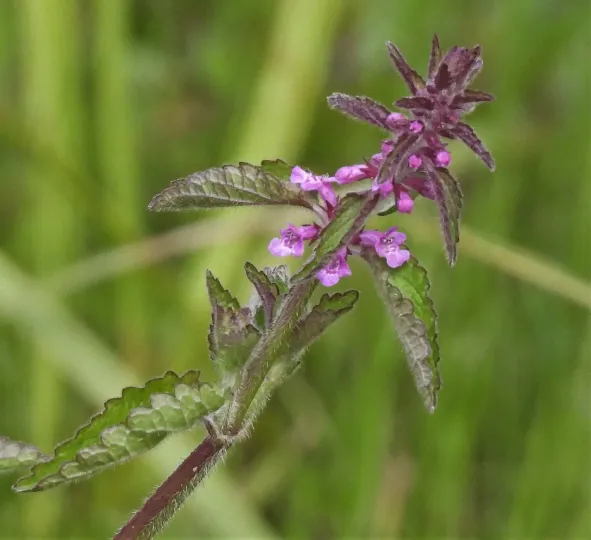 Stachys petiolosa