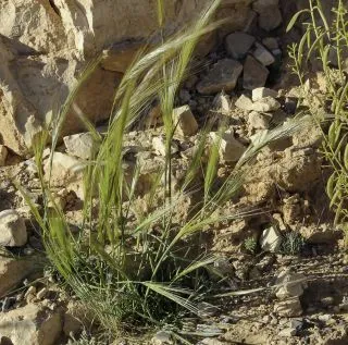 Cape needlegrass