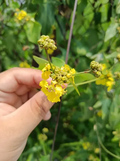 Стигмафілон Ліндена