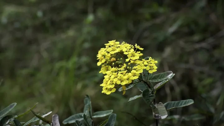 Stigmaphyllon sagraeanum