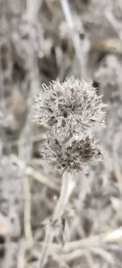 Wild basil