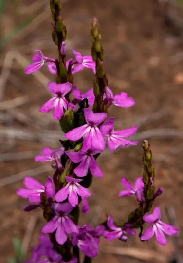 Striga aequinoctialis