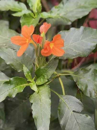 Crossandra